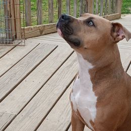 American Staffordshire Terriers from Hammond's American Stafforshires