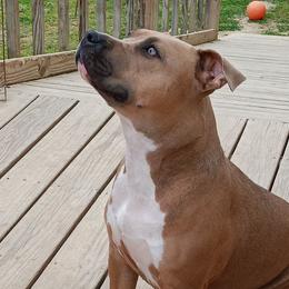 American Staffordshire Terriers from Hammond's American Stafforshires