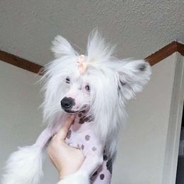 Marcellus - Chinese Crested