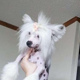 Marcellus - Chinese Crested