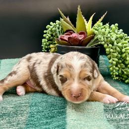Asher - Red merle male Australian Shepherd puppy in Thornton, Colorado from 303 Aussies