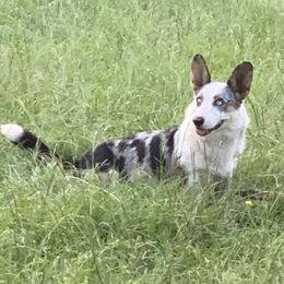Fallon - Cardigan Welsh Corgi