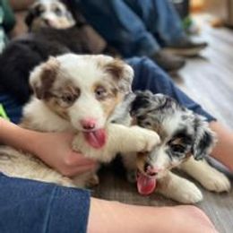 Aussiedoodle, Australian Shepherd, Poodle, Shihpoo, and Shih Tzu Puppies from Rockiń N Kennel