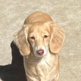 Izzy - Dachshund