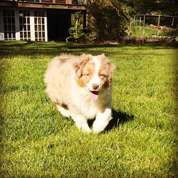 Australian Shepherd Puppies from Black Pond Australian Shepherds