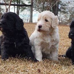 Goldendoodles and Golden Retrievers from A Golden Summer