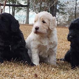 Goldendoodles and Golden Retrievers from A Golden Summer