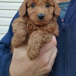 Goldendoodle and Poodle Puppies from Poodle Pups With Principal