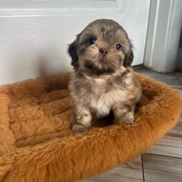 Genevieve - Tricolor female Shih Tzu puppy in California from Fairy Tails Shih Tzus CA