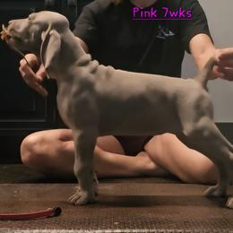 Pink Collar - Silver gray female Weimaraner puppy in Indiana from So-IN Weimaraner's