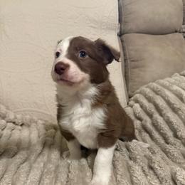 Timber - Chocolate male Border Collie puppy in Fairview, Tennessee from Hoffman Forest Acres LLC