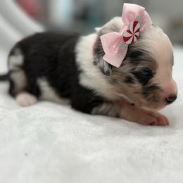 Pink collar with tail - Blue merle female Miniature Australian Shepherd puppy in 32046, Florida from River Hill Ranch