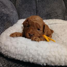 Prince Charming - Red  male Poodle puppy in Blanch, North Carolina from Faithful Hearts Kennel