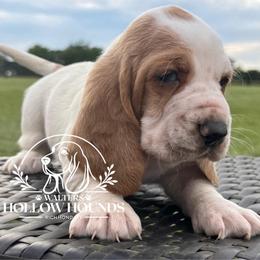 Paisley - Lemon and white female Basset Hound puppy in Richmond, Kentucky from Walters Hollow Hounds