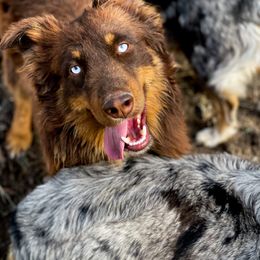 ‘Boone’ - Australian Shepherd