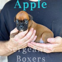 Apple - Fawn male Boxer puppy in Madisonville, Texas from Sergeant's Boxers