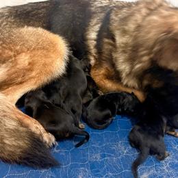 Girl 1 - Sable female German Shepherd puppy in Carbondale, Kansas from Cunningham German Shepherds, LLC