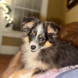 Cheyenne - Black tri female Toy Australian Shepherd puppy in Troy, South Carolina from Stockman Farms