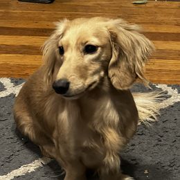 Biscuit - Dachshund