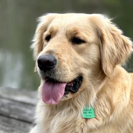 Comet - Golden Retriever