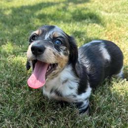 Aphrodite - Dapple female Dachshund puppy in Rogers, Arkansas from Mini Paws Over the Moon Dachshunds