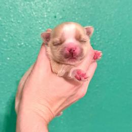 Girl 1 - Cream and white female Shih Tzu puppy in Stroud, Oklahoma from Laik’s Little Shihtz & Poms