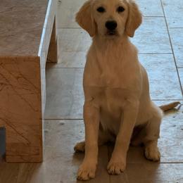 Layla - Light golden female Golden Retriever puppy in Waddell, Arizona from Sunshine Mountain Retrievers