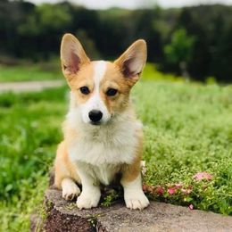 Pembroke Welsh Corgi Puppies from Wiggle B Ranch Corgis