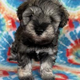 Full of Fluff - Salt and pepper female Miniature Schnauzer puppy in Greensburg, Louisiana from Brock’s  Miniature Schnauzers of Louisiana