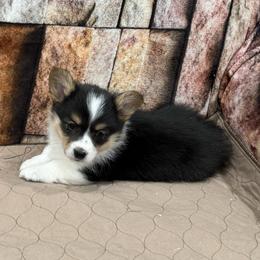 Girl2 - Black and tan female Pembroke Welsh Corgi puppy in Visalia, California from VIP Stables
