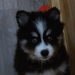 Pomsky Puppies from Puppy Pack