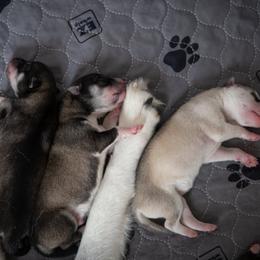 Siberian Husky Puppies from Ivie Huskies