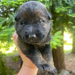 Mariachi - Sable Boy - Sable male German Shepherd puppy in Oakland, Oregon from VHM German Shepherds