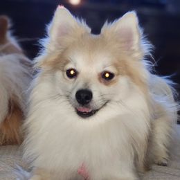 Alaïa - Pomeranian