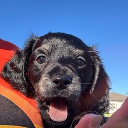 Black Brindle - Brindle male Dachshund puppy in New Smyrna Beach, Florida from J & L Mini D’s