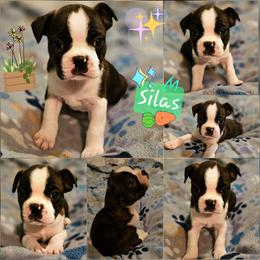 Silas-reserved - Seal brindle and white male Boston Terrier puppy in South Of Boston, Massachusetts from Boston Collections