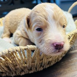 Vanilla Bean - Brown and white male Aussiedoodle puppy in Fate, Texas from Dandy Lane Poodles & Doodles