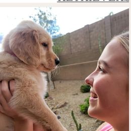 Golden Retriever Puppies from Country Road Golden Retrievers