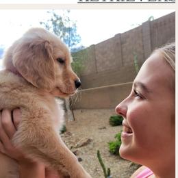 Golden Retriever Puppies from Country Road Golden Retrievers
