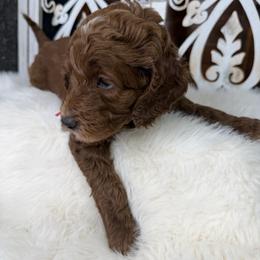 Goldendoodle and Poodle Puppies from Northern Heart Standards