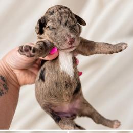 Sage - Merle female Goldendoodle puppy in Delphos, Ohio from Route 66 Poodles & Doodles, Sapphire Shih-tzu's of Ohio