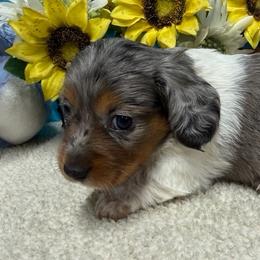 Kia - Dapple female Dachshund puppy in Springfield, Ohio from LUXEYPUPS