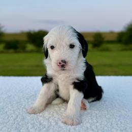 Lamb Chop - Black and white female Sheepadoodle puppy in Adams, Nebraska from Boxcar Doodles and Poodles
