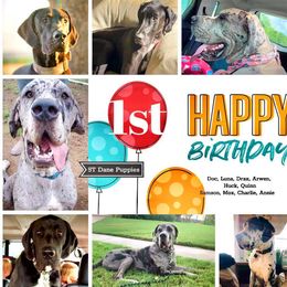 Great Dane All Grown Up from 5T Danes