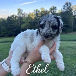 Ethel - Chocolate merle female Bernedoodle puppy in Julian, Pennsylvania from Happy Valley Doodles