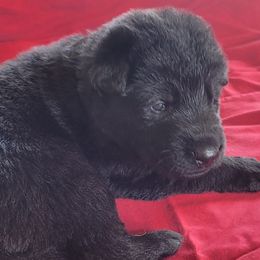 Boy 3 Brown collar - German Shepherd puppy from Sunset Ranch and Kennel