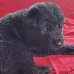 Boy 3 Brown collar - German Shepherd puppy from Sunset Ranch and Kennel