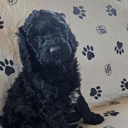 Denaro - Black male Goldendoodle puppy in Polkton, North Carolina from Gaga's Doodles
