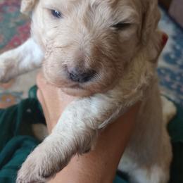 John Adams - Yellow and white male Bernedoodle puppy in Woodland, Georgia from Bethel Doodle Ranch