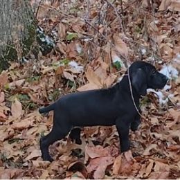 Binx - German Shorthaired Pointer puppy in Mechanicsville, Iowa from Apple River Sporting and Detection Dogs